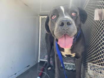 Max - URGENT -  Cane Corso Dog for Adoption in Thousand Oaks, California - Max - URGENT | PetCurious
