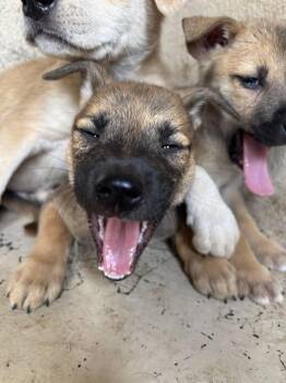 A478166 -  Black Mouth Cur and Mixed Breed Dog for Adoption in Oklahoma City, Oklahoma - A478166 | PetCurious