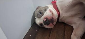 Miss daisy -  Pit Bull Terrier Dog for Adoption in Mauston, Wisconsin - Miss Daisy | PetCurious