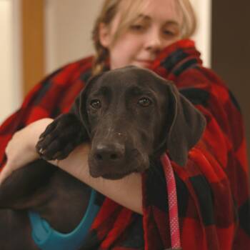Darcy -  Great Dane and Mixed Breed Dog for Adoption in Chaska, Minnesota - Darcy | PetCurious