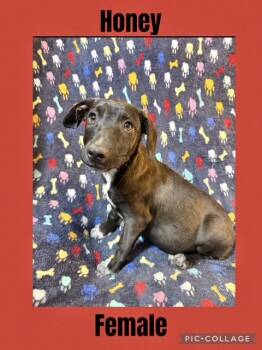 Rescue Labrador Retriever Dogs for Adoption in Manchester, Connecticut - Honey | PetCurious