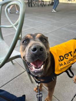 Madison -  Mixed Breed Dog Available for Adoption in North Miami Beach, Florida - Madison | PetCurious