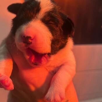 Guava -  Mixed Breed Dog for Adoption in Jarrettsville, Maryland - Guava | PetCurious