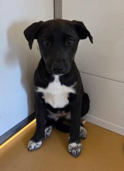 Shepherd Dogs Available for Adoption in Brighton, Colorado - 380-26 | PetCurious