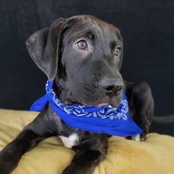Blueberry -  Labrador Retriever and Mixed Breed Dog for Adoption in Leesburg, Alabama - Blueberry | PetCurious
