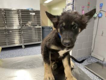 A1935705 -  German Shepherd Dog Dog for Adoption in Thousand Palms, California - A1935705 | PetCurious