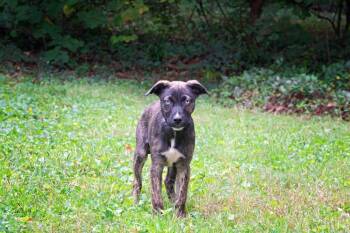 Jane Seymour -  Shepherd Dog for Adoption in Salisbury, Maryland - Jane Seymour | PetCurious