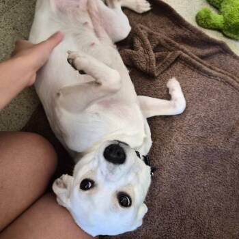 Snow White -  Terrier Dog for Adoption in Woodstock, Illinois - Snow White | PetCurious
