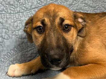 Damien -  Border Collie and Pit Bull Terrier Dog for Adoption in Portland, Oregon - Damien | PetCurious