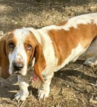 CARTER -  Basset Hound Dog for Adoption in Hamilton, New Jersey - CARTER | PetCurious