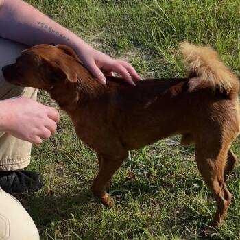 Bam bam -  Mixed Breed Dog for Adoption in New York, New York - Bam Bam | PetCurious
