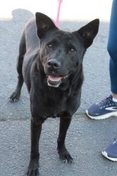 Labrador Retriever and Mixed Breed Dogs Available for Adoption - Rajah | PetCurious