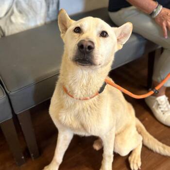 Husky and Labrador Retriever Dogs Available for Adoption in Port Richey, Florida - Ripley | PetCurious