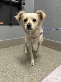SOFT SERVE ICE CREAM -  Chihuahua and Mixed Breed Dog for Adoption in Las Vegas, Nevada - SOFT SERVE ICE CREAM | PetCurious