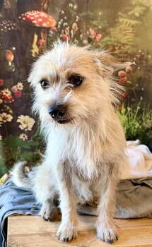 Reggie -  Cairn Terrier Dog for Adoption in Concord, California - Reggie | PetCurious