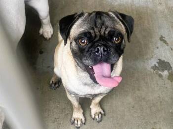 Pug Dogs Available for Adoption in Tustin, California - CYNDI | PetCurious