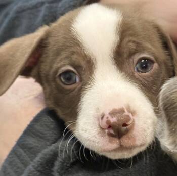 Terrier Dogs Available for Adoption - Hunter Moon *available To Meet On 3/7 And 3/8 From 12-4* | PetCurious