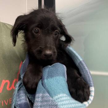 Yennifer -  Labrador Retriever and Mixed Breed Dog for Adoption in Abilene, Texas - Yennifer | PetCurious