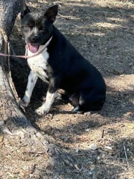 Rescue German Shorthaired Pointer and Mixed Breed Dogs for Adoption in Fort Worth, Texas - Oreo | PetCurious