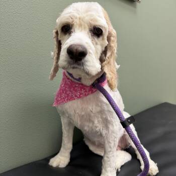 Tootsie -  Cocker Spaniel Dog for Adoption in Ennis, Texas - Tootsie | PetCurious