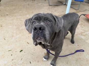 HORTON -  Neapolitan Mastiff and Mixed Breed Dog for Adoption in Charlotte, North Carolina - HORTON | PetCurious