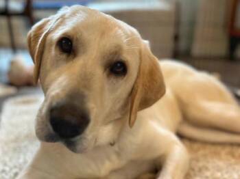 Rescue Labrador Retriever and Great Pyrenees Dogs for Adoption in Portland, Oregon - Galette | PetCurious