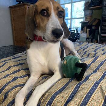 Rescue Treeing Walker Coonhound Dogs for Adoption in Summerville, South Carolina - Michigan | PetCurious