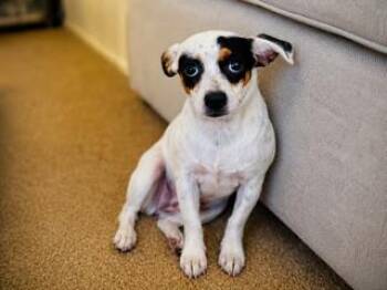 Essie -  Toy Fox Terrier and Chihuahua Dog for Adoption in Tifton, Georgia - Essie | PetCurious