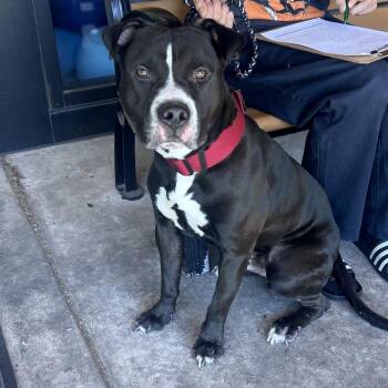 Pit Bull Terrier Dogs Available for Adoption in Philadelphia, Pennsylvania - Kimbo | PetCurious