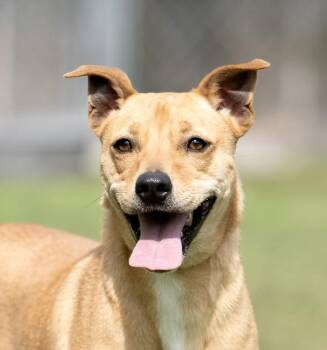 Rescue Labrador Retriever and Hound Dogs for Adoption in Houston, Texas - Maki | PetCurious