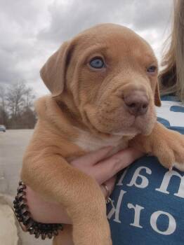 American Staffordshire Terrier Dogs Available for Adoption - Dewey | PetCurious