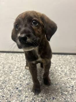 MARY ELLA -  American Staffordshire Terrier Dog for Adoption in Athens, Alabama - MARY ELLA | PetCurious