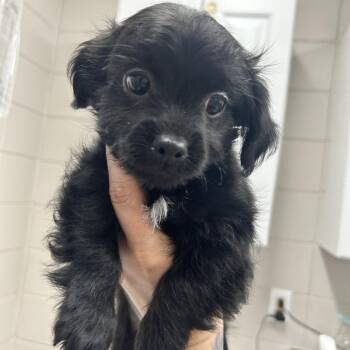 Koda -  Chihuahua and Shih Tzu Dog for Adoption in Huntsville, Alabama - Koda | PetCurious