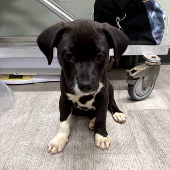 American Staffordshire Terrier and Great Pyrenees Dogs Available for Adoption in Waldorf, Maryland - Tinky-Winky | PetCurious