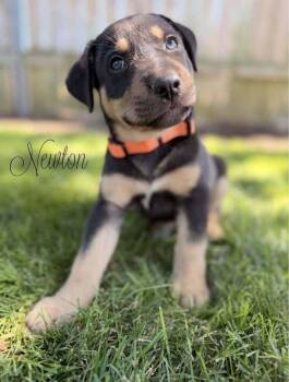 Newton -  Doberman Pinscher Dog for Adoption in Pleasant Hill, California - Newton | PetCurious