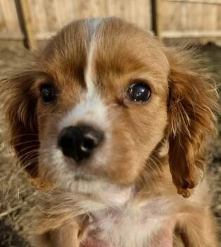 Cavalier King Charles Spaniel Dogs Available for Adoption - Butterfinger | PetCurious