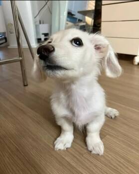 Cider -  Dachshund Dog for Adoption in Blessing, Texas - Cider | PetCurious