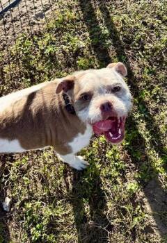 Terrier Dogs Available for Adoption - Ellie | PetCurious