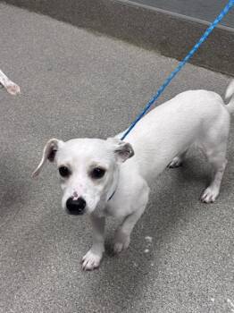 BELUGA -  Dachshund and Mixed Breed Dog for Adoption in Las Vegas, Nevada - BELUGA | PetCurious