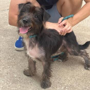 Rescue Schnauzer and Terrier Dogs for Adoption in Houston, Texas - Dougie | PetCurious