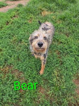 Bear -  Miniature Poodle and Mixed Breed Dog for Adoption in Severance, Colorado - Bear | PetCurious