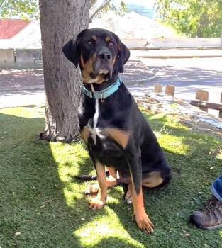 Black And Tan Coonhound Dogs Available for Adoption in Phoenix, Oregon - Popeye | PetCurious