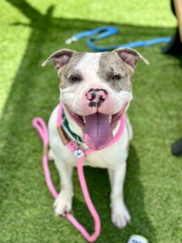 Benji -  Mixed Breed Dog for Adoption in Alexandria, Virginia - Benji | PetCurious