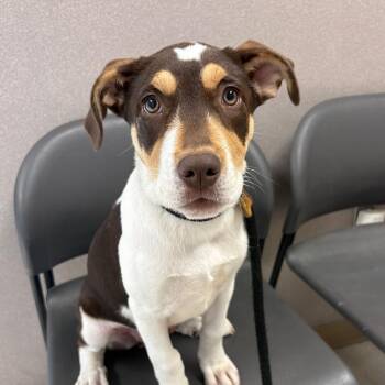 Nova -  Mixed Breed Dog Available for Adoption in Saint Joseph, Missouri - Nova | PetCurious