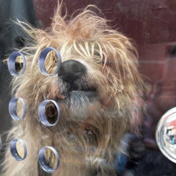 Mixed Breed Dogs Available for Adoption - Vernie | PetCurious