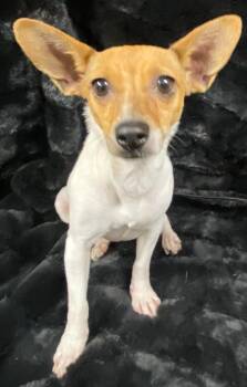 Rescue Jack Russell Terrier Dogs for Adoption in Polson, Montana - Churra | PetCurious
