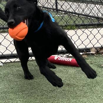 Kendrick -  Mixed Breed Dog for Adoption in Memphis, Tennessee - Kendrick | PetCurious