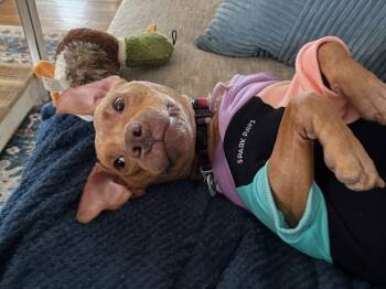 Rescue Pit Bull Terrier and American Staffordshire Terrier Dogs for Adoption in Medford Lakes, New Jersey - Peach | PetCurious