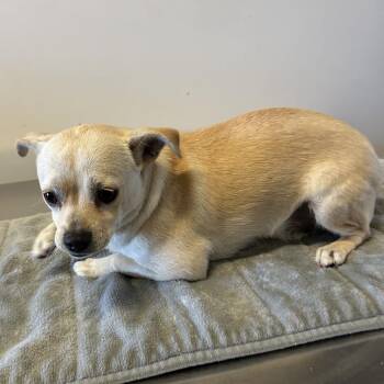 Buddy -  Chihuahua Dog for Adoption in San Gabriel, California - Buddy | PetCurious