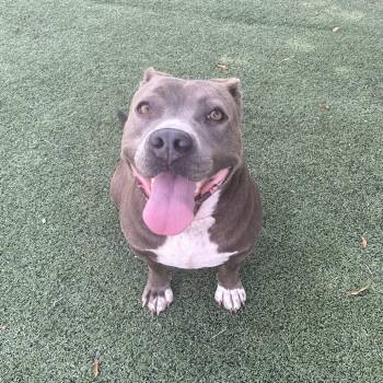 Cloud -  Mixed Breed Dog for Adoption in Memphis, Tennessee - Cloud | PetCurious